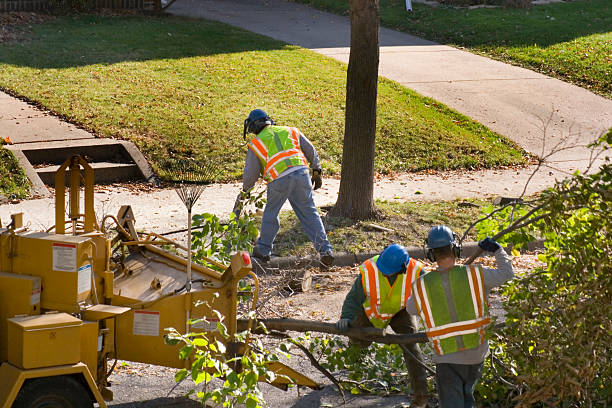 Reliable Boaz, WV Tree Removal and Landscaping Services Solutions